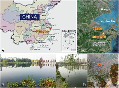 New Data Define the Molecular Phylogeny and Taxonomy of Four Freshwater Suctorian Ciliates With Redefinition of Two Families Heliophryidae and Cyclophryidae (Ciliophora, Phyllopharyngea, Suctoria)